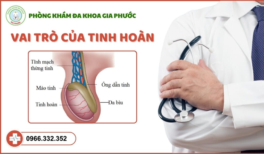 Bệnh teo tinh hoàn ở nam giới