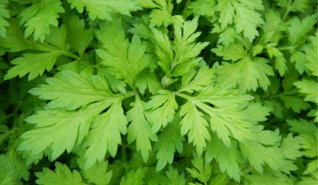 Xông hơi vùng kín bằng lá ngải cứu