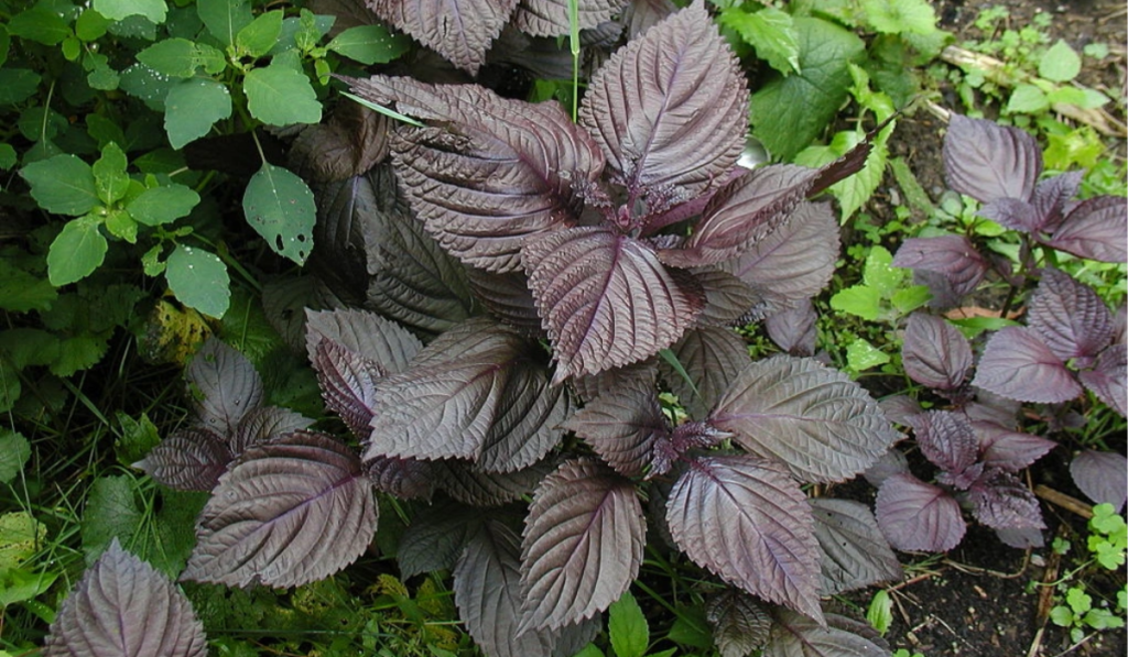 Xông vùng kín bằng lá tía tô