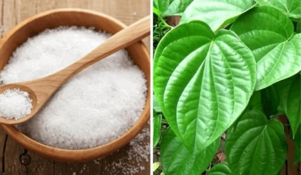 Bài thuốc xông từ lá trầu không và muối hạt