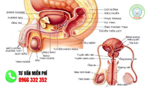 Cấu tạo hình ảnh dương vật