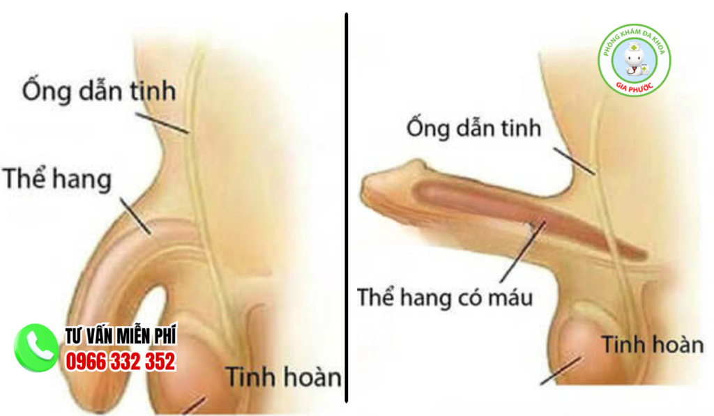 Cấu tạo hình ảnh dương vật theo trạng thái sinh lý